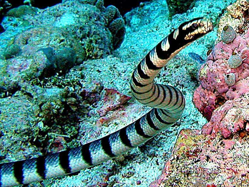 Опасные рыбы красного моря: морской еж, змея, огненный коралл - статья
