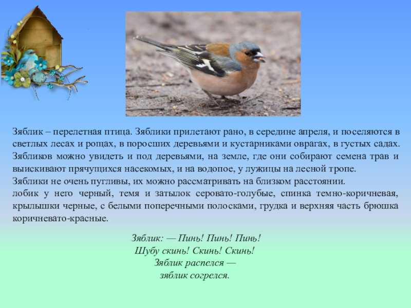 Зяблик птица описание. Описать птицу Пензенская область.