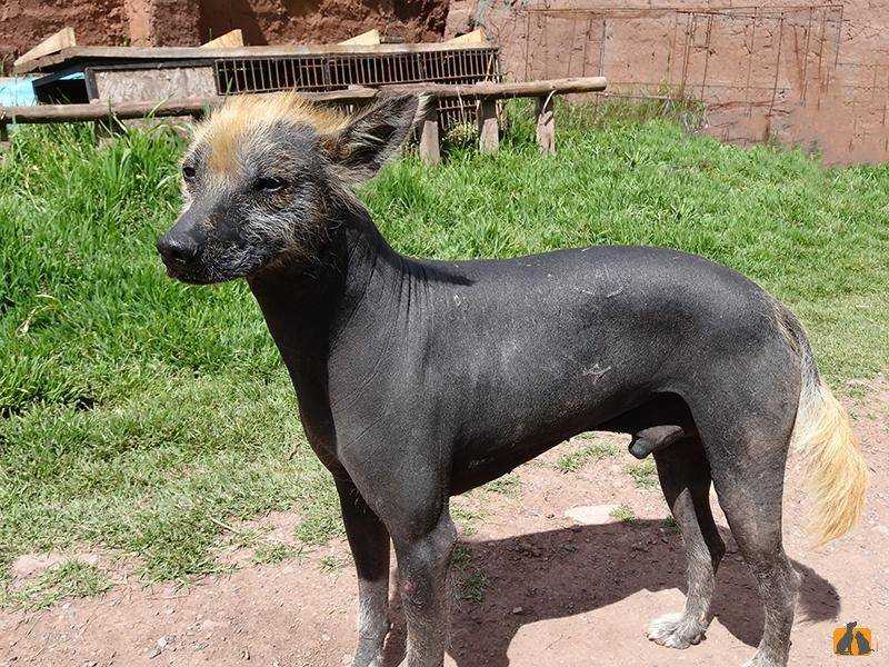 Лысая собака мексиканская: фото и описание ксолоитцкуинтли голой и в шерсти, характер и особенности