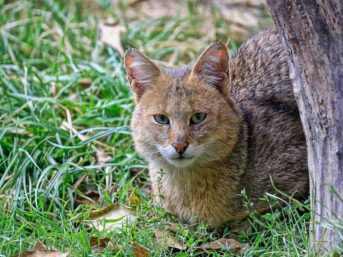 Камышовый кот в казахстане