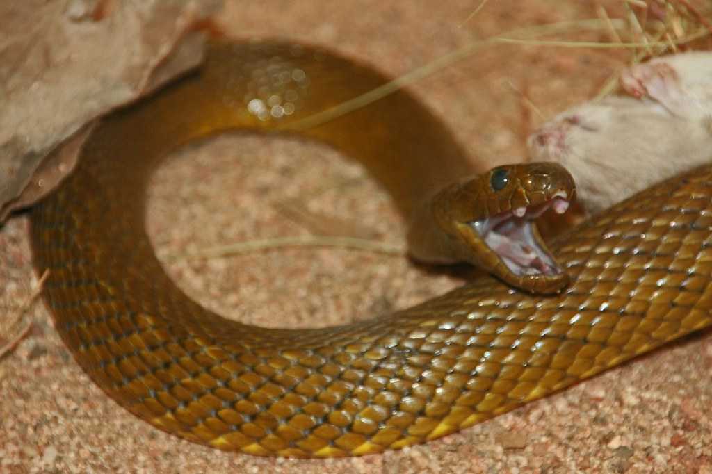 Песчаная гадюка эфа : описание и особенности поведения змеи, территория обитания