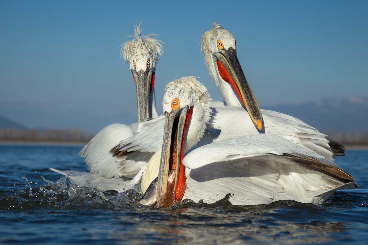 Птица пеликан: образ жизни, обитание, куда складывает рыбу