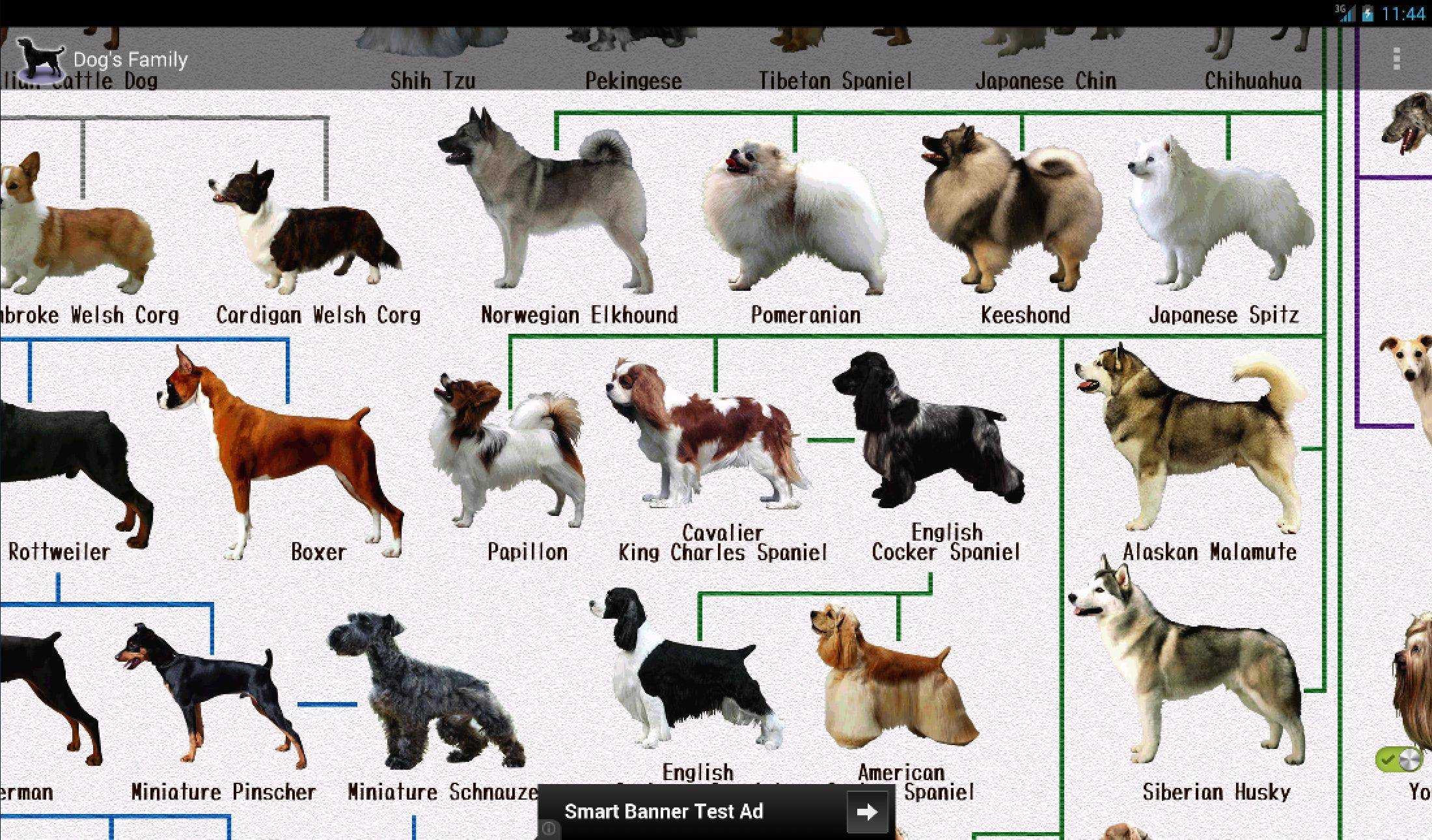 Ездовые породы собак: список представителей с фото