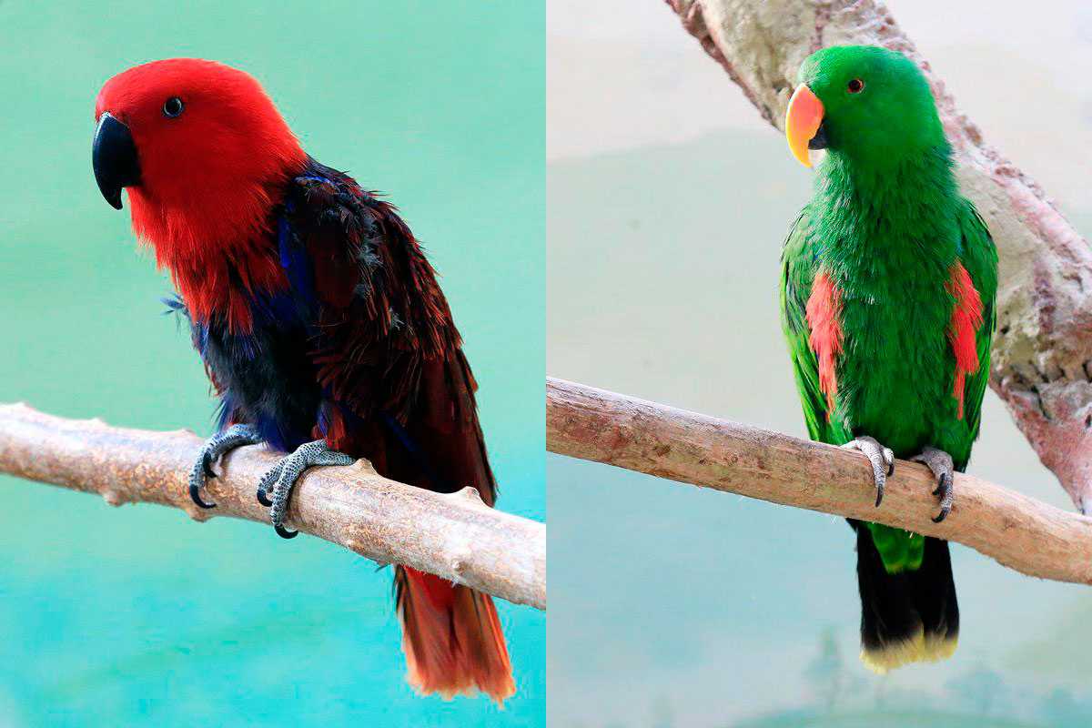 Родина волнистых попугаев, ареал и среда обитания