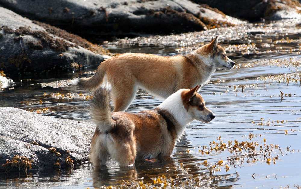 Собаки-компаньоны - список лучших пород с фото и названиями
