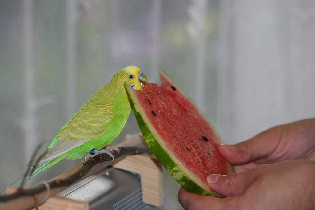 Чем нельзя кормить волнистых попугаев: что не давать из еды в домашних условиях, можно ли кушать сливочное масло