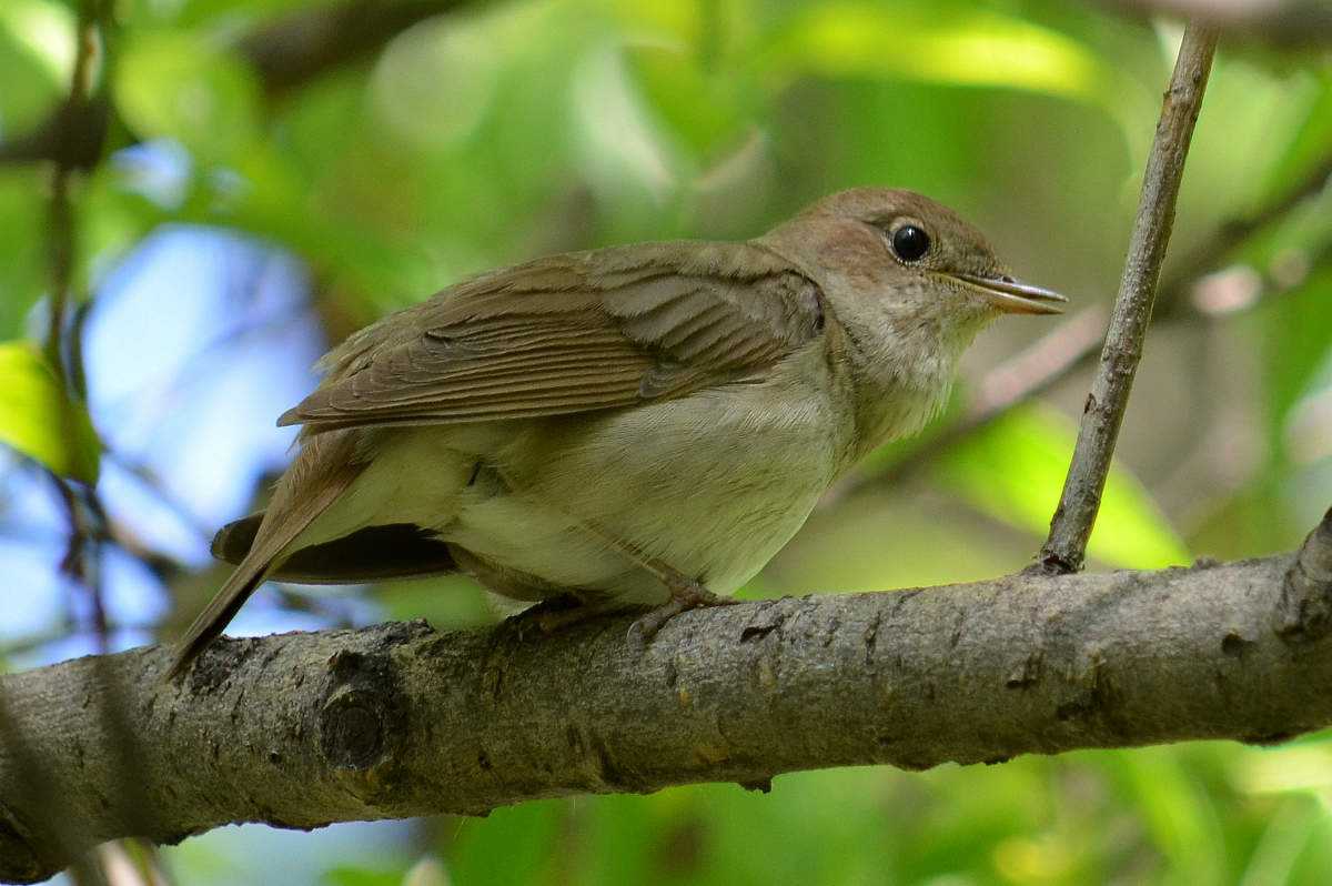 Птица соловей. фото природного певца