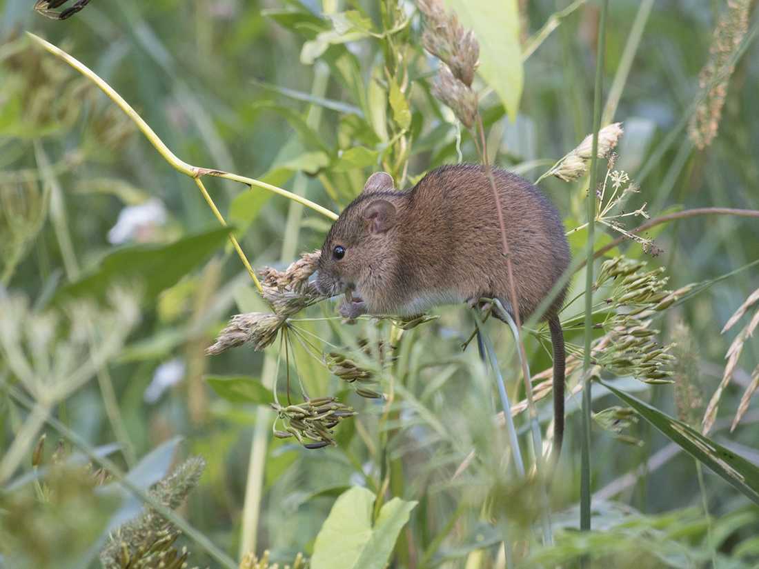 Мышь полёвка: описание, фото, среда обитания.... | divo.site