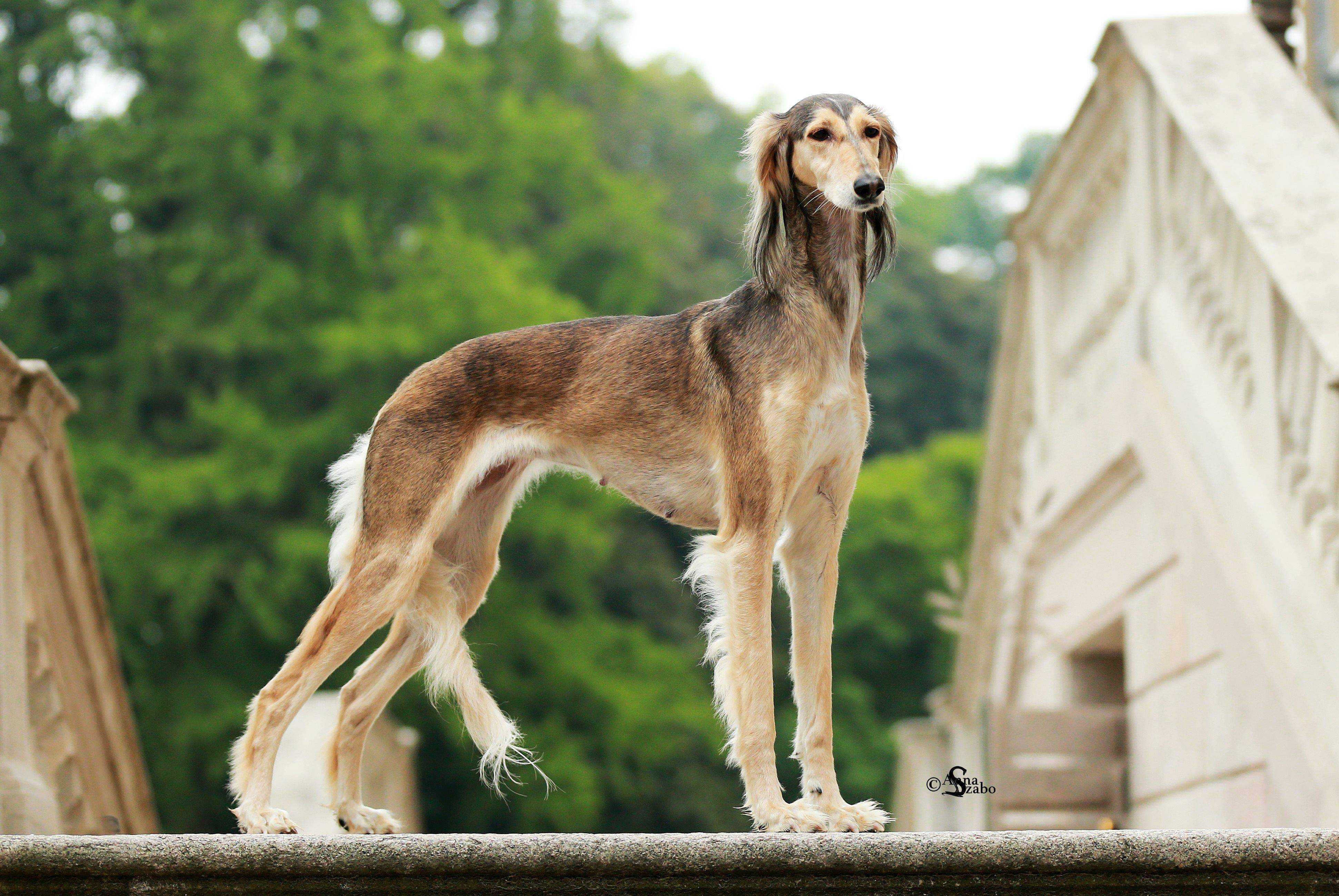 Салюки: фото собак, описание породы с историей возникновения, её характер, окрасы, стандарты роста и веса. как выглядят щенки и сколько они стоят?