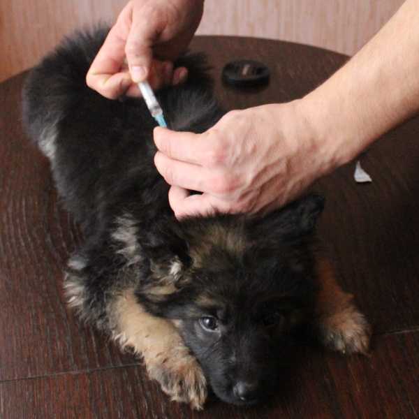 Вакцинация щенков. зачем вакцины молодым собакам? оптимальная схема вакцинации щенка? когда ставить препарат? как подготовить питомца?