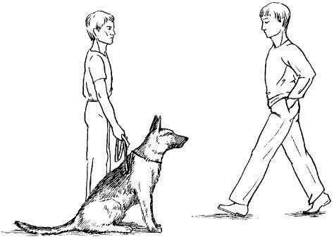 Если вы ответственный хозяин и всегда уделяете должное внимание своему домашнему питомцу, тренируете и дрессируете его, то вы безусловно знаете и понимаете с какой стороны необходимо идти собаке рядом с вами во время прогулки Кроме того, если вы посещали