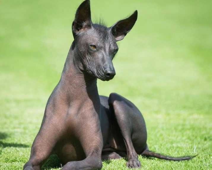 Голая собака инков: описание породы, характеристика, фото | все о собаках