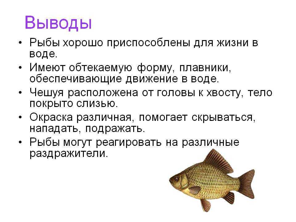 Рыба еж: морской ежик, дикобраз или диодон, как выглядит, фото, картинки, интересные факты