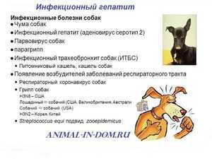 Понятие гепатита у собак, основные разновидности, вероятные причины появления Возможные пути передачи инфекционного заболевания, опасность для человека Выраженные признаки, проведение диагностики и методы лечения, меры профилактики
