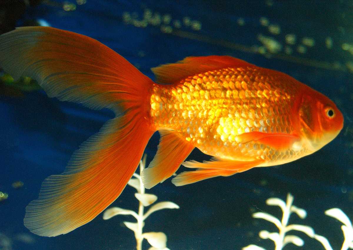 Золотая рыбка великие. Вуалехвост рыбка. Вуалехвост золотой. Золотая рыбка Комета вуалехвост. Аквариумные рыбки Золотая рыбка.
