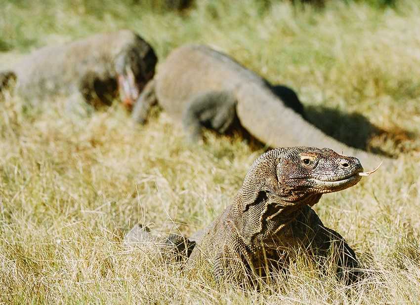 Самая большая ящерица в мире — комодский варан