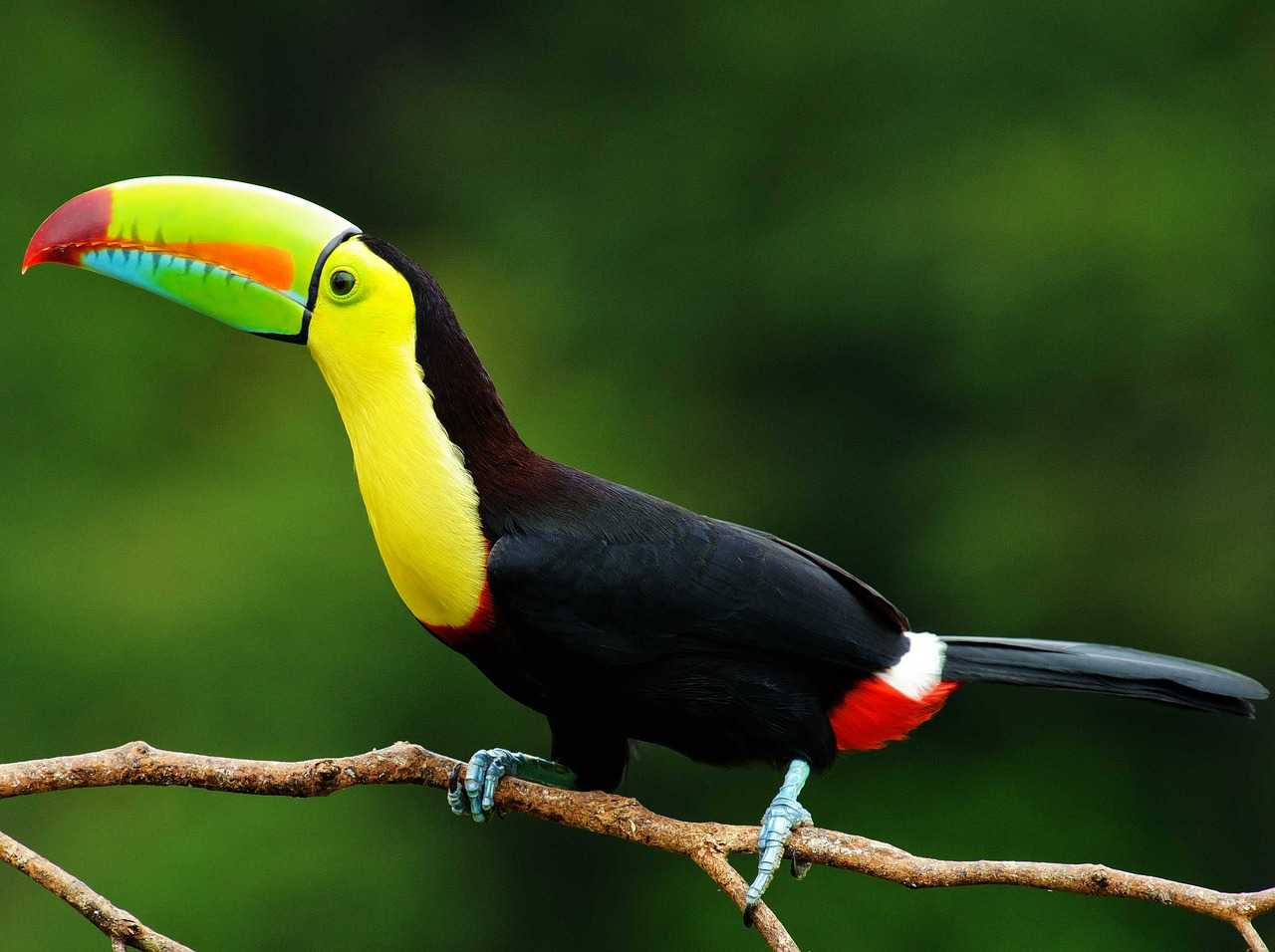Тропические птицы. описание, названия, виды и фото тропических птиц