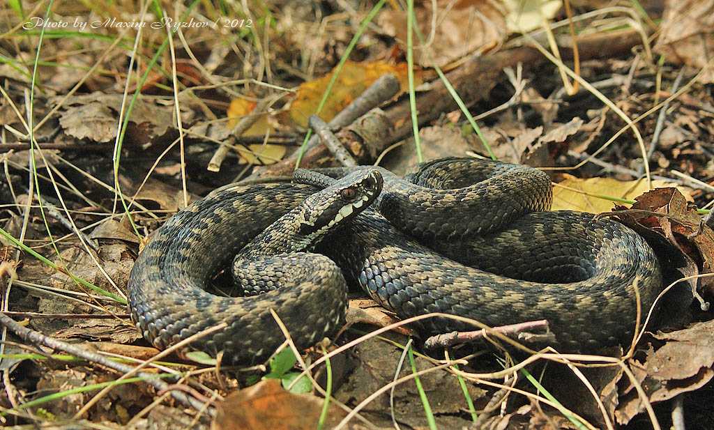 Змеи на участке — как распознать ядовитую и защитить себя от укуса?