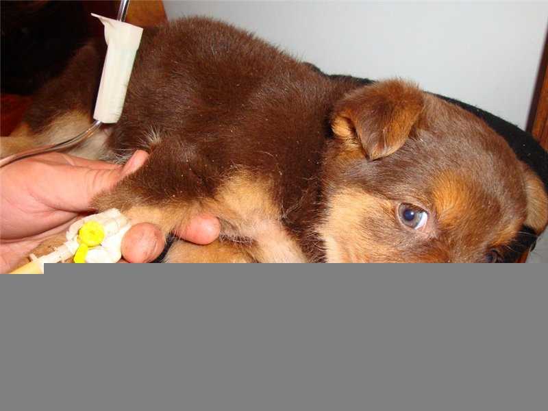 Парвовирусный энтерит (парвовирус) у собак