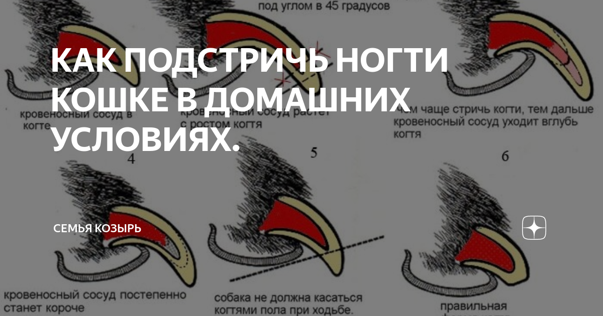 Как подстричь когти кошке в домашних условиях – как это делала я, и как это должны делать вы