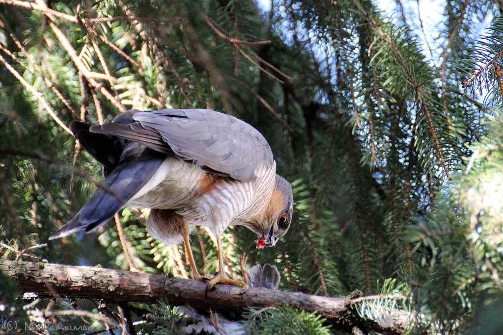 Орел — внешний вид и описание особенностей, питание, ареал обитания, размножение + 85 фото