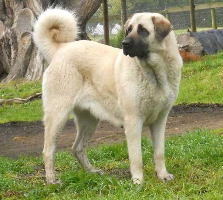 Собака кангал или анатолийская овчарка: 145 фото, видео описание и советы от владельцев и кинологов