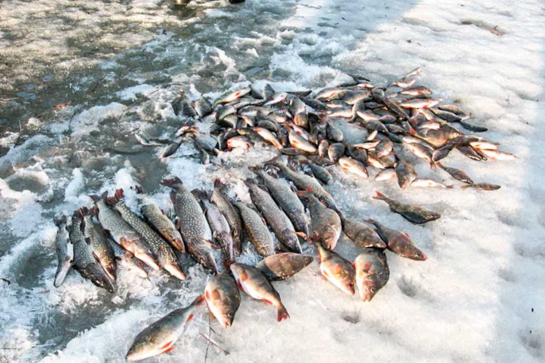 Рыбалка в сыктывкаре: рыбные места, прогноз улова, советы
