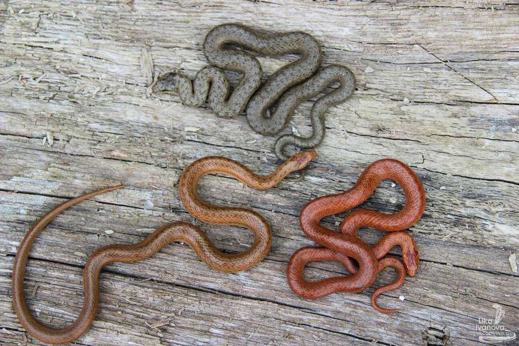 Медянка обыкновенная: описание вида ужеобразных змей, ареал, образ жизни, фото