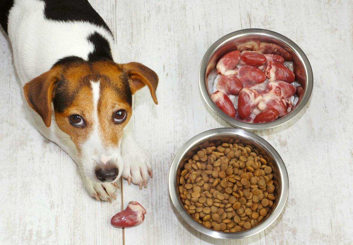 Кормление собаки | всё о натуральном кормлении и кормлении кормом | сайт о маленьких собачках и не только
