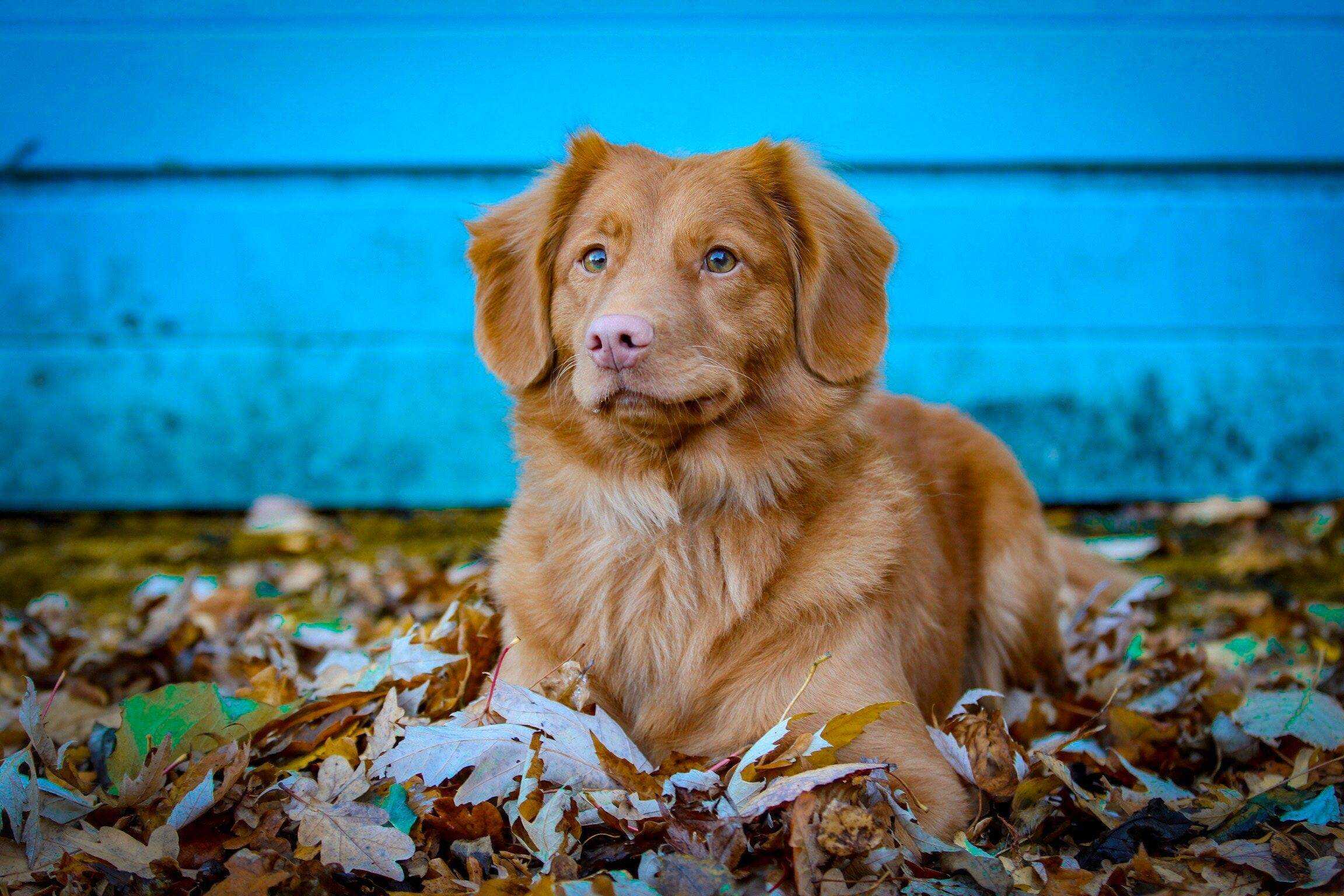 Новошотландский ретривер (толлер): описание породы собак с фото и видео