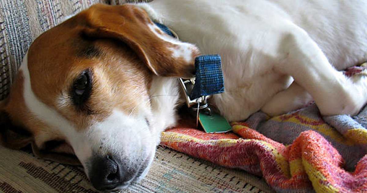 18 причин почему собака дрожит – что делать, когда обратиться к ветеринару