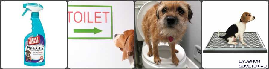 Как приучить собаку ходить в туалет на пелёнку?