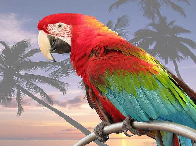 Cколько лет живут попугаи: волнистые, корелла, жако, ара, неразлучники