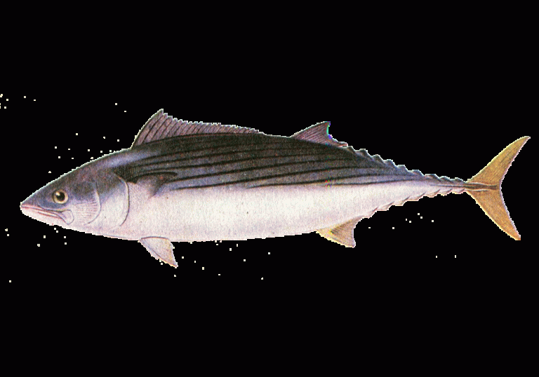 ✅ рыба пеламида польза и вред. пеламида — полезные свойства, калорийность и рецепты - sundaria.su