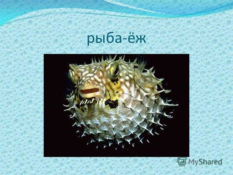 Рыба-еж: опасный обитатель подводных глубин :: syl.ru