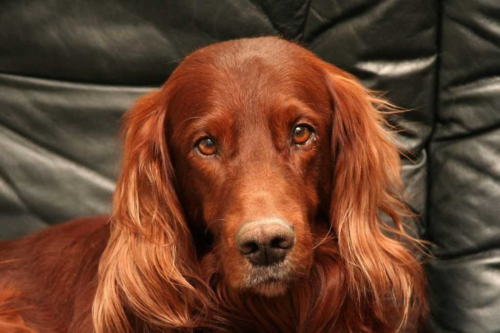 Ирландский сеттер: фото, характеристика, описание породы, характер собаки, необходимый уход и содержание с отзывами