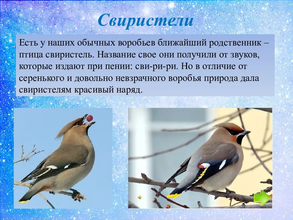 Свиристель приметы. Свиристель краткая характеристика. Зимующие птицы. Птицы которые зимуют с нами. Зимующие птицы Самарской области.