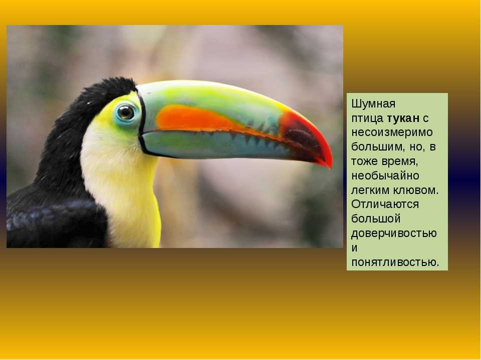 Как выглядит тукан: птица с большим желтым или оранжевым клювом, описание, ареал обитания и образ жизни