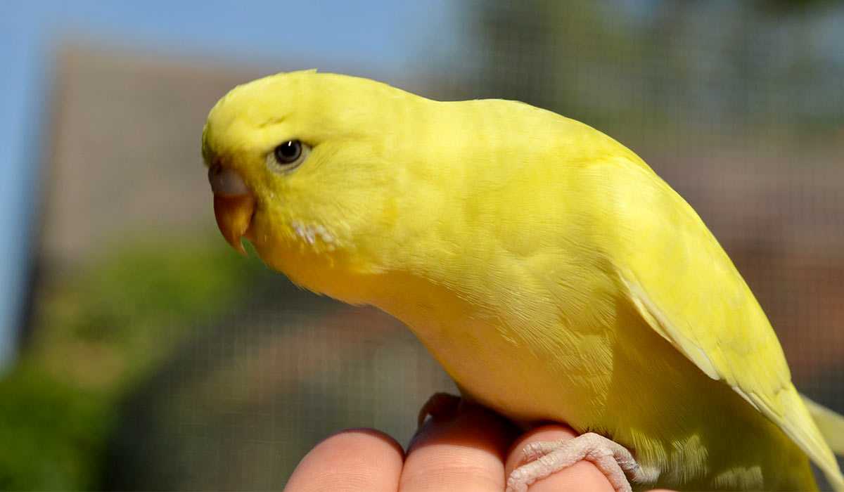 Волнистый попугай: фото, описание, объявления о купле-продаже