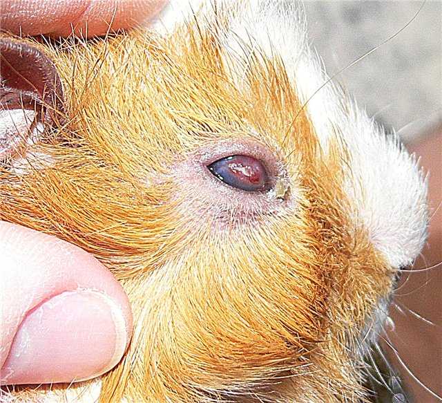 Причины и способы лечения поноса у морской свинки