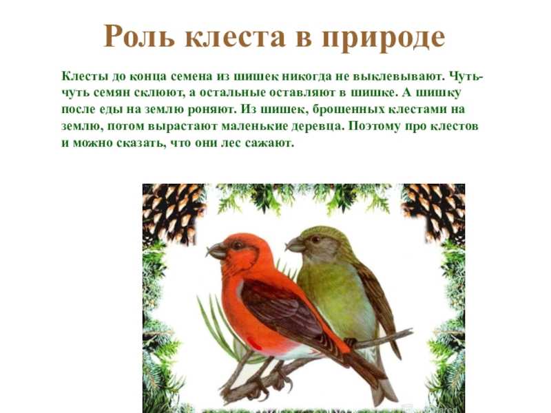 Птица клест- еловик в природе — описание, питание, размножение