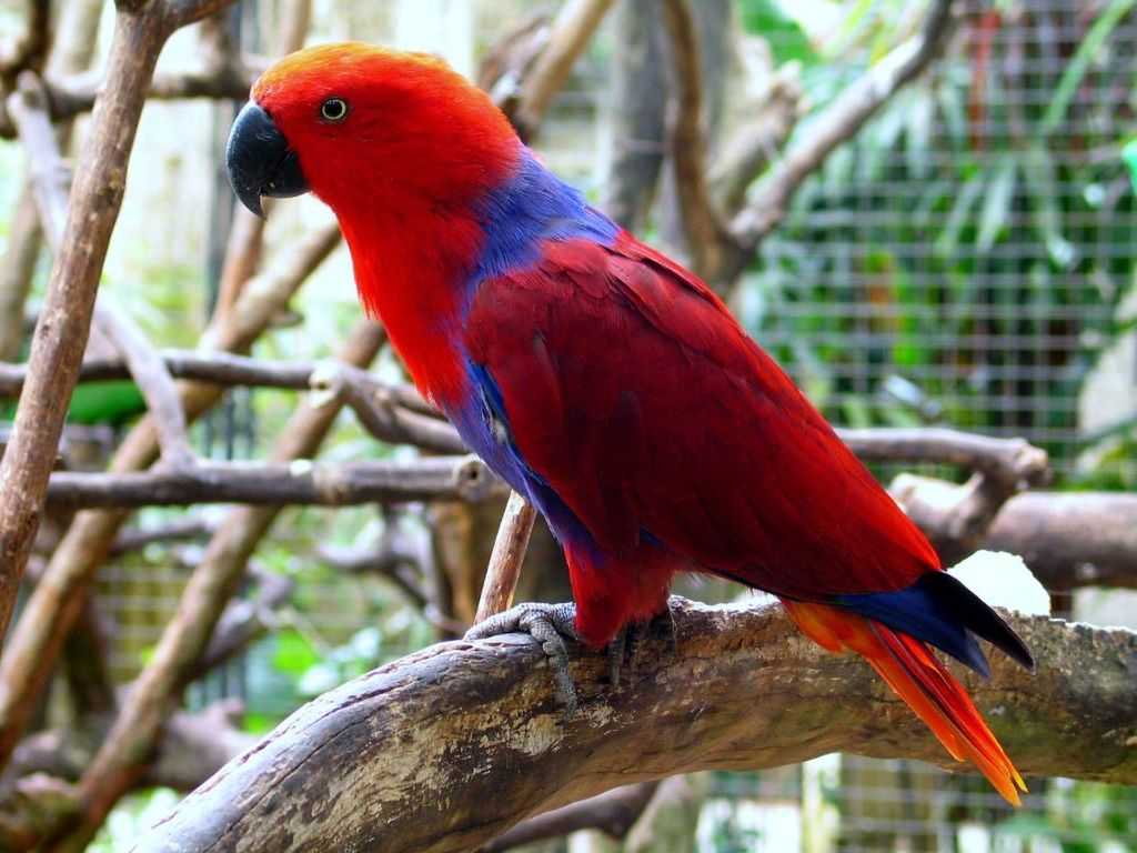 Благородный попугай эклектус: описание, условия содержания