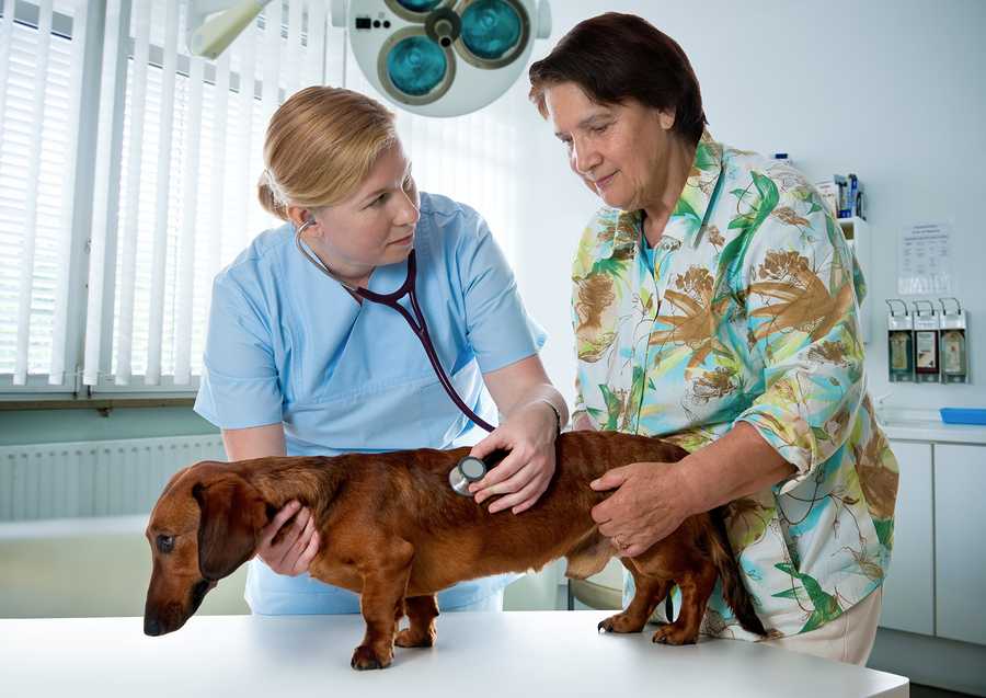 Частое мочеиспускание у собак: причины, лечение