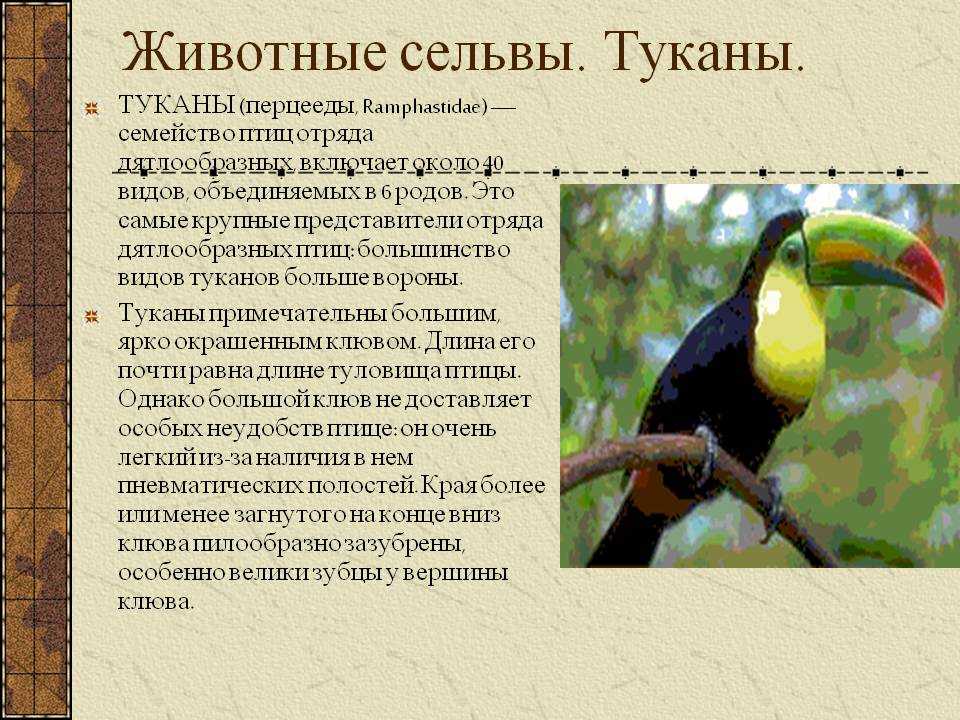 Тукан - чудо природы: чего мы не знаем об этих птицах?
