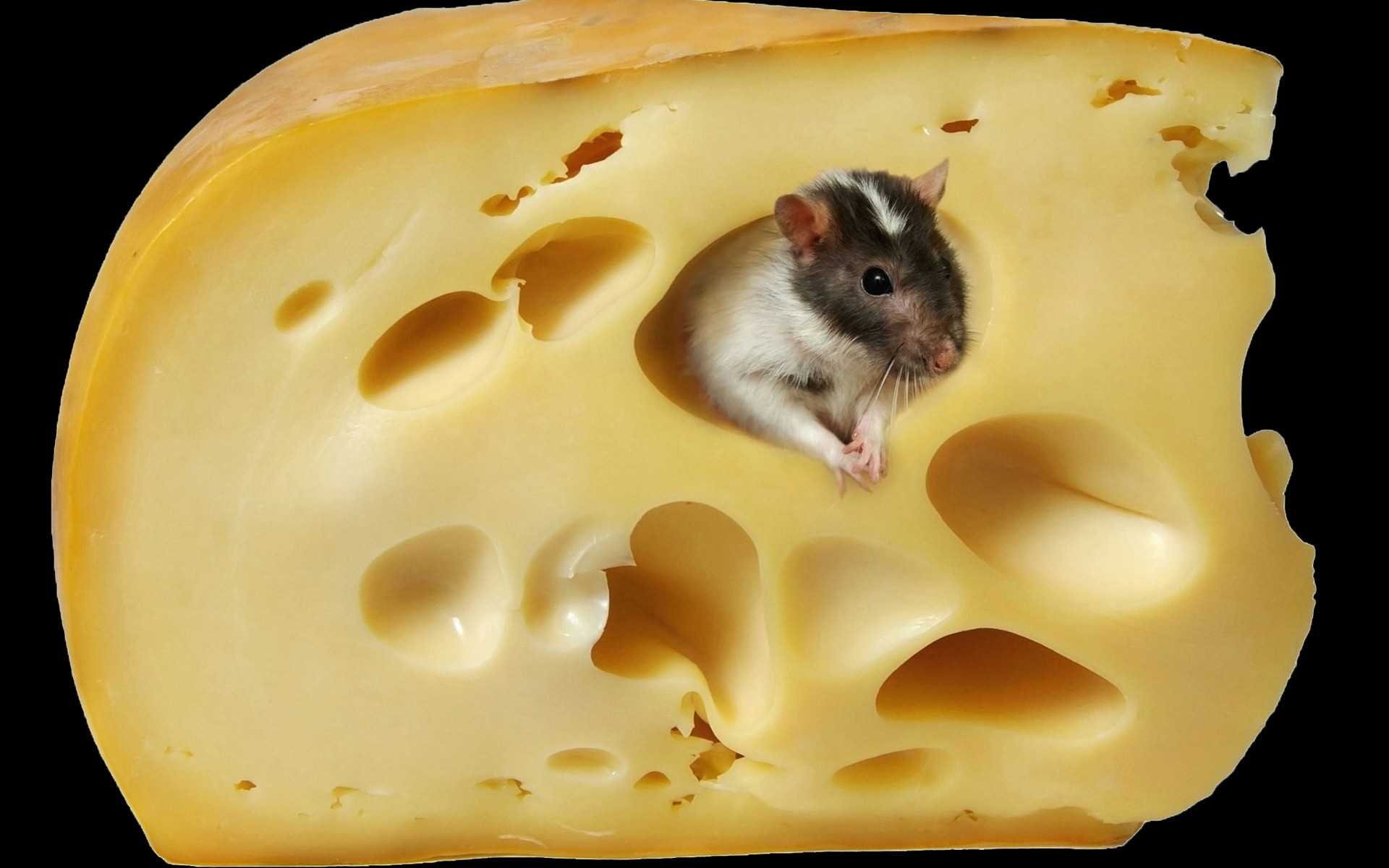 Действительно ли мыши любят сыр? чем кормить домашних грызунов?