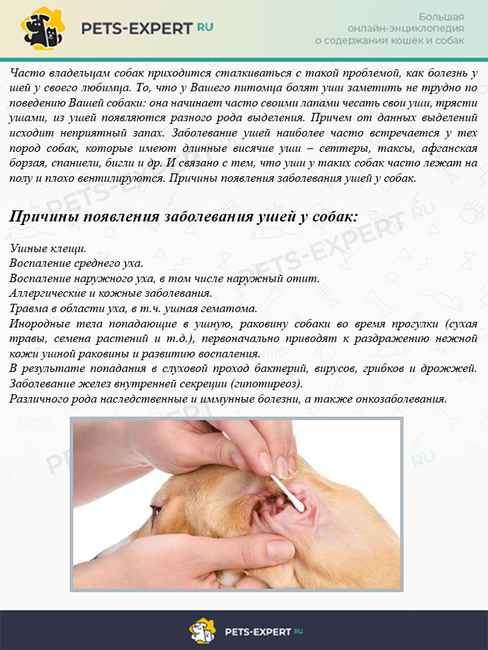 Вагинит у собак: симптомы, ювенальный вагинит, чем лечить - блог о животных - zoo-pet.ru