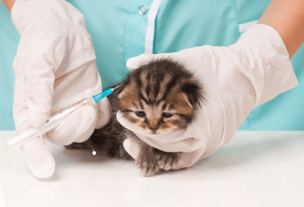 Топ 10 наиболее распространенных болезней кошек