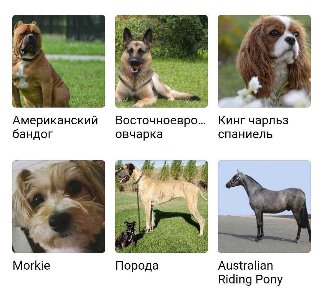 Ездовые собаки: описание пород, взаимотношения с человеком