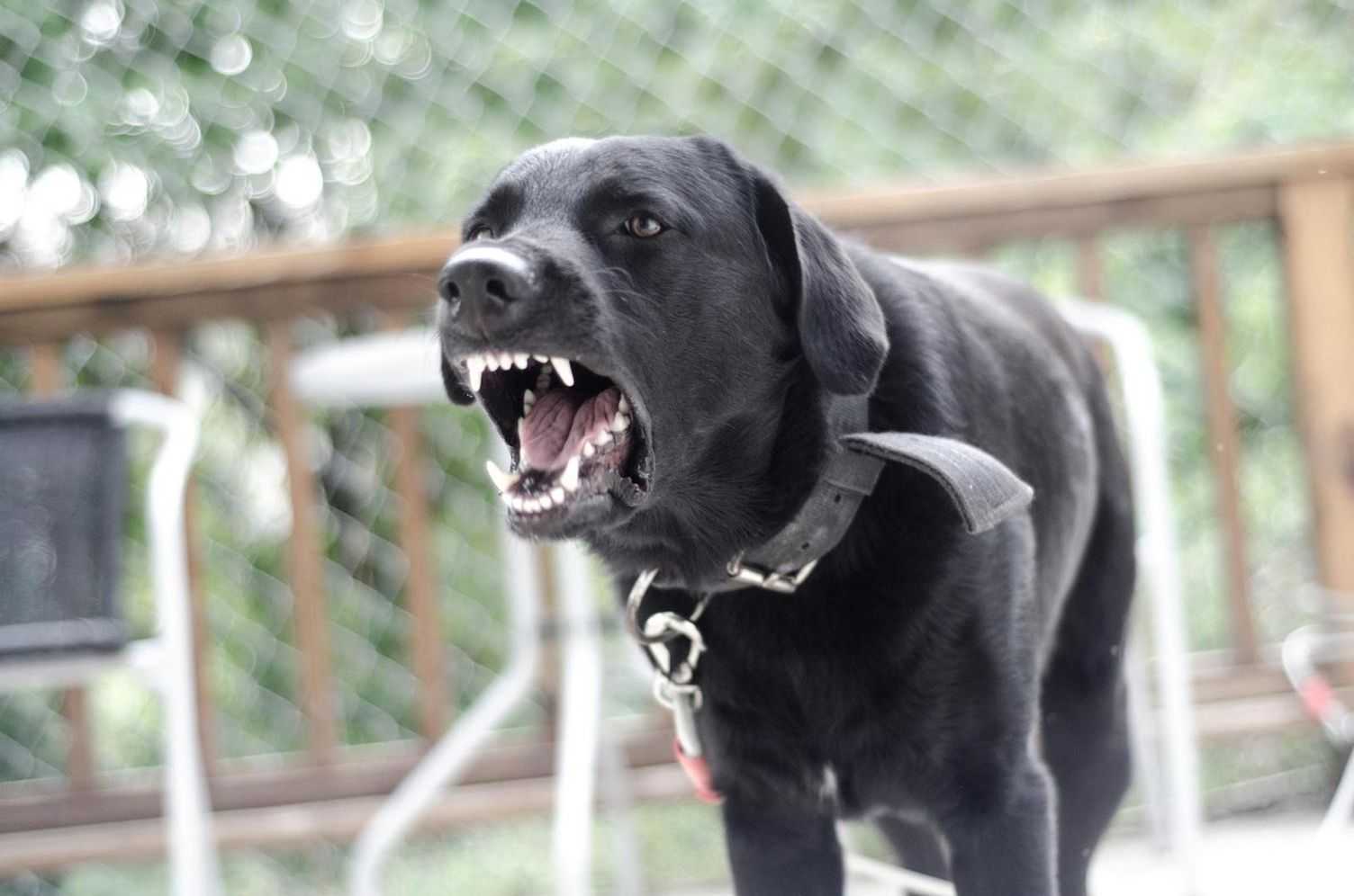 Собака стала агрессивной: причины и виды агрессии