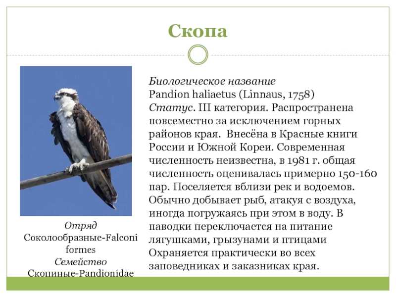 Сорокопут птица, её особенности, образ жизни и среда обитания | givotinki.ru